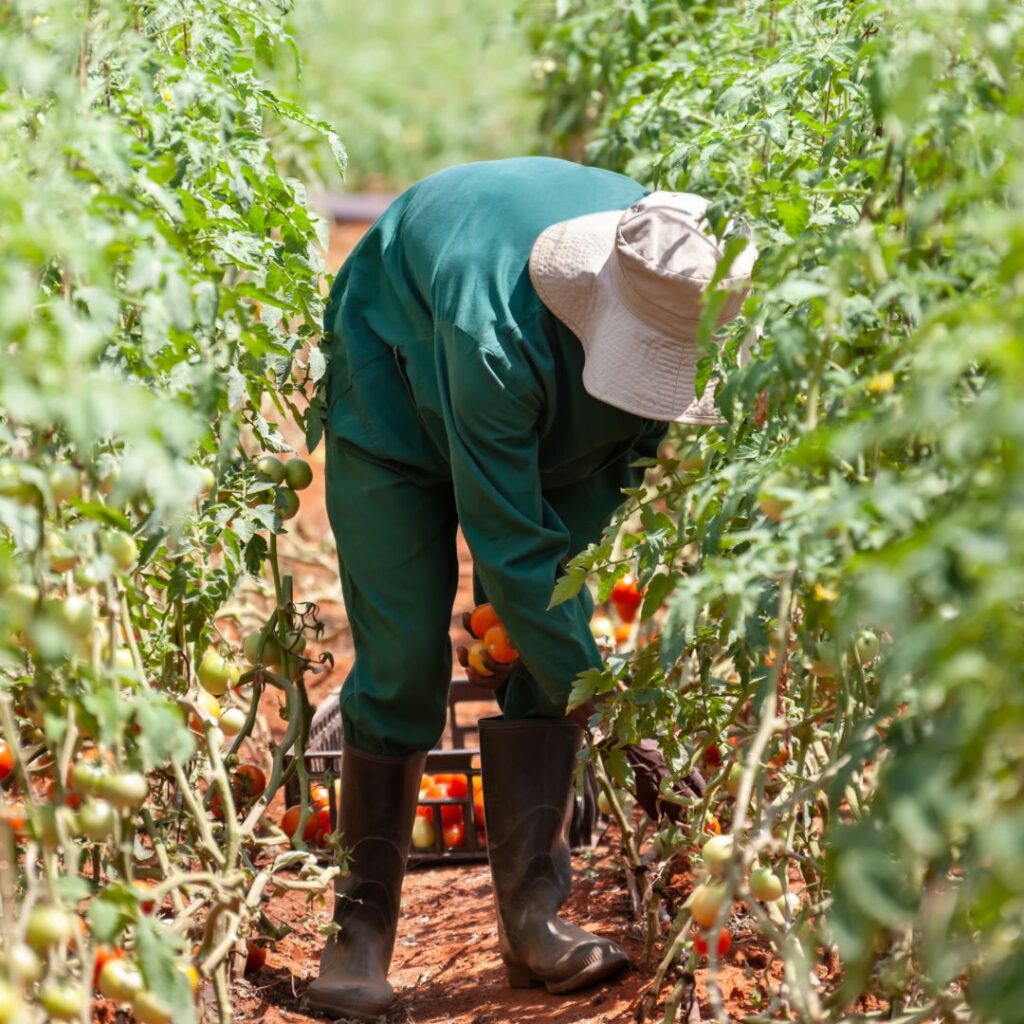 ATELIER DE FORMATION SUR LA PRODUCTION AGRICOLE EN RDC